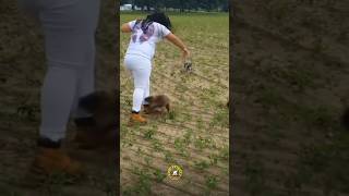 Muskrat Attacks On Girl 😂  🐀 Muskrats [upl. by Ivgnout273]