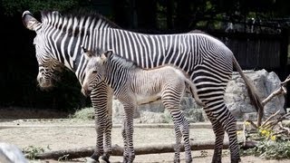 Zebra Braying  At The Denver Zoo [upl. by Ralleigh]