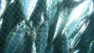 Pura Pesca Estilo Venezolano Cap Pesca de sardinas [upl. by Leclair753]