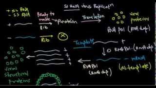 8 Replication of positive stranded RNA virus [upl. by Naols]