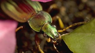 Le Règne Des Insectes  Documentaire 2014 [upl. by Nhabois]