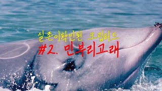 실존이확인된 크립티드2 민부리고래Cuviers beaked whale [upl. by Jezabelle]