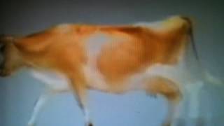 RSPCA Australian TV Ad Late 1980s [upl. by Fisken121]