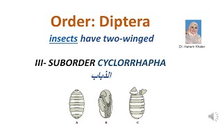 Entomology Family Muscidae flies الذباب Dr Hanem Khater [upl. by Eenyaj]