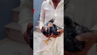 Moving Mahnoor Chicks 🐣 ￼Aseel Kurak Murgi 276 hen shorts youtube youtubeshorts pets [upl. by Eelarbed748]