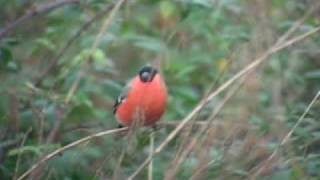 Trumpetting Bullfinch Bouvreuil trompetteur [upl. by Niamjneb]