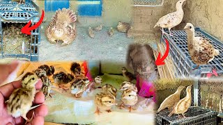 Teetar Breeding Farm  New Entry Teetar Chicks Nikal Aaye 2 Pairs Ne Aj Eggs De Diye  Teetar Awaz [upl. by Ramaj510]