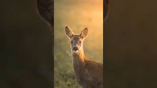 Aberdeenshire deer photography wwwmountsidemediacom [upl. by Dudley]