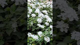 goodevening shortvideo viralvideo explore flower [upl. by Ivor348]