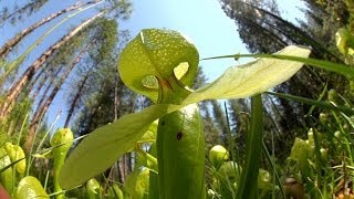 Predatory Plants Lure of the Cobra Lily [upl. by Immat162]