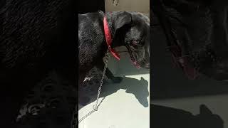 kalu k gale m घुंगूरूdog [upl. by Ailbert745]