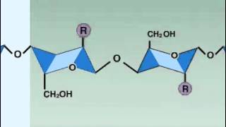 lysozyme enzyme [upl. by Ybeloc]