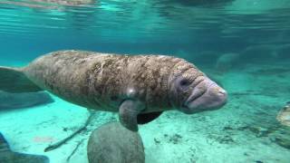 Magical Manatees [upl. by Paulo]