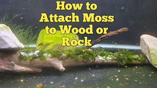 How to Attach Moss to Wood or Rock [upl. by Irrek843]