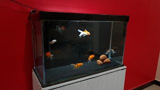 Oranda Goldfish Aquarium setup  OrandaRanchu and RedCap Goldfish tank setup  25 feet tank [upl. by Sarette]