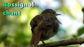 ROSSIGNOL PHILOMELE  Nightingale singing [upl. by Love]