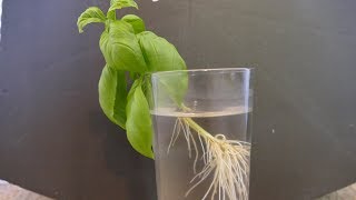 How To Take Plant Cuttings [upl. by Sherilyn987]