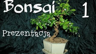 Drzewko Bonsai  Karmona drobnolistna  prezentacja [upl. by Milano]