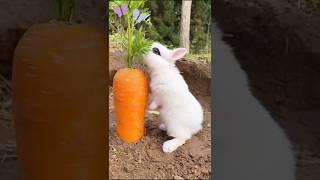 The blackeyed bunny is eating carrots 🐇 viral shorts [upl. by Clint]