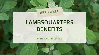 Lambsquarters Benefits and Uses  Edible Wild Plant [upl. by Yelrebma]