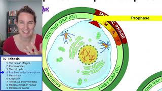 Mitosis 4 Prophase and prometaphase [upl. by Elokin307]