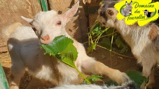 MIAM  Les chevreaux se régalent de feuilles plus grosses que leur tête [upl. by Annaig]