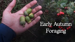 Edible Plants to Forage in September  UK Woodland Foraging [upl. by Zerat]