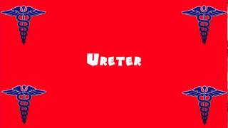 Pronounce Medical Words ― Ureter [upl. by Eeroc]