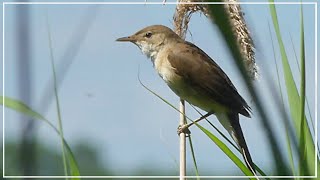 European Reed Warbler Song  British Birds [upl. by Dunson39]