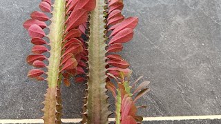 Euphorbia Trigona plant  Outdoor plant🌞 [upl. by Aierb]