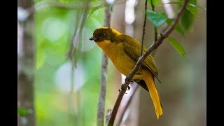 Golden Bowerbird at Bower HD [upl. by Haisoj]