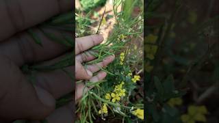 Mustard seeds plant shots phalphoolaursabjiyaindoorplants subscribe [upl. by Krell839]