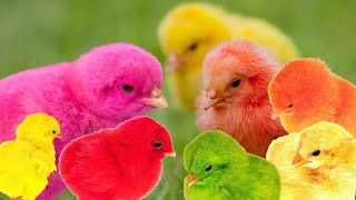 Catch millions of cute chickens colorful chickens rainbow rabbits ducks cute animals 😍 Ep 68 [upl. by Thetisa]