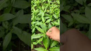 Guntagalagara Aaku  Bringaraj Plants Natural Youtubeshorts shorts [upl. by Kallista300]