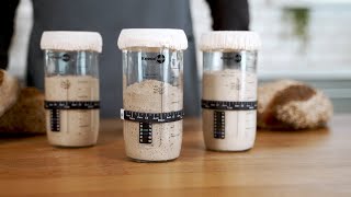 KneadAce® Sourdough Starter Guide [upl. by Wainwright990]