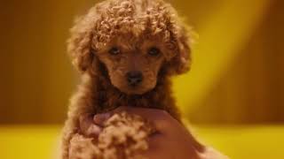 All you need for all they need  Petbarn Puppy amp Kitten Commercial [upl. by Irehs]