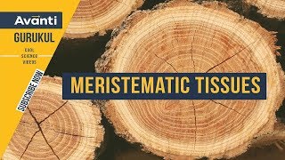 9S06  Tissues  Meristematic Tissues in Plants [upl. by Noryb705]