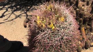 Barrel Cactus Uses [upl. by Assirek]