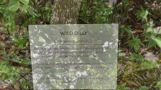 Species Spotlight Wild Dilly [upl. by Nork]