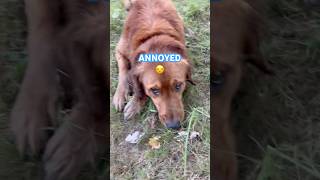 POW ANNOYED DOG funny goldenretriever dog goldenretrieverpuppy [upl. by Enaujed955]