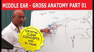 Middle Ear  Gross Anatomy  Part 19 [upl. by Allenrad]