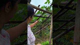 Green beans from the kitchen garden  shorts [upl. by Nalat]