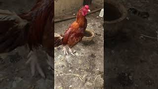 Father of tetra aseel pakistan viralvideo chicken likeforlikes [upl. by Housum807]