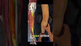 Tibialis anterior and all it’s friends [upl. by Stern]