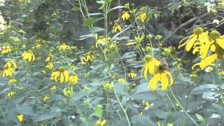 Wild Goldenglow  Rudbeckia lanciniata [upl. by Nellac90]