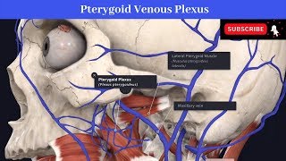 Pterygoid Venous Plexus  Situation  Communications  Drainage  Peripheral Heart [upl. by Gareri308]