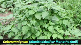 Medicinal Plants  Solanum Nigrum  Manithakkali or Manathakkali [upl. by Narrad378]