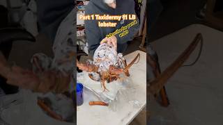 Taxidermy 11 LB Lobster Part 1￼ taxidermy fishart lobster sustainability scubadiving diving [upl. by Manton]