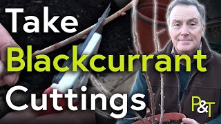 How to Take Cuttings from a Blackcurrant Bush  Pots amp Trowels [upl. by Aidahs]