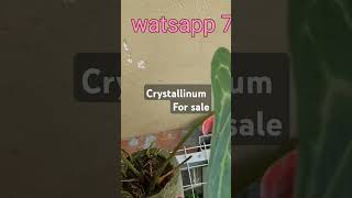 Anthurium crystallinum salepost shortvedio [upl. by Benn]